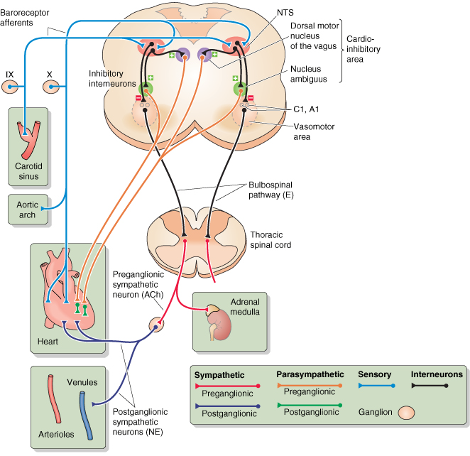 Af. vlakna iz baroreceptora Inhibicijski interneuroni NTS - Senzorni region Motor. Nc.nn. Vagus Nc.