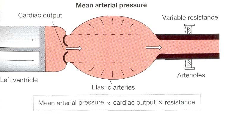 Faktori koji utiču na vrednost arterijskog krvnog pritiska Minutni volumen Srednji arterijski pritisak otpor Arteriole Levi ventrikul Elastične arterije Srednji arterijski