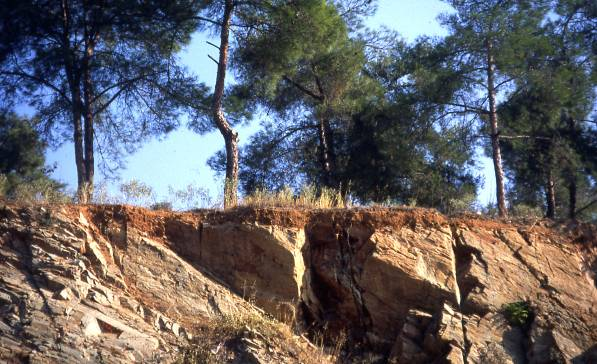 2310-992766 Μικρό φυσιολογικό βάθος εδάφους λόγω της παρουσίας ορίζοντος με κακή αποστράγγιση Έδαφος με μικρό βάθος επί γνεύσιου