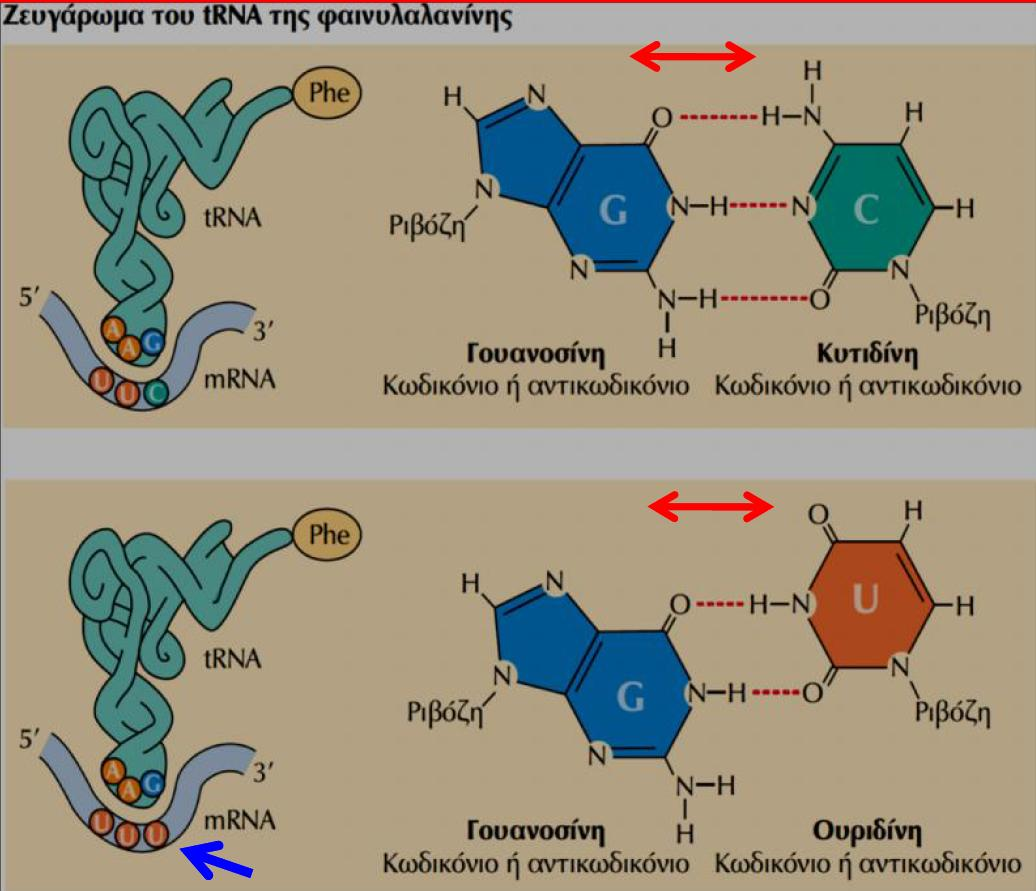 Στοίχιση του αμινοξέος με τη μήτρα mrna Ζευγάρωμα συμπληρωματικών βάσεων, κωδικονίου mrna / αντικωδικονίου του trna 1.