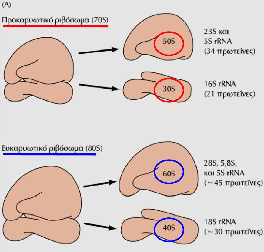 Δομή Ριβοσωμάτων 1. Αν και τα Βακτηριακά και Ευκαρυωτικά ριβοσώματα έχουν διαφορές, η δομή τους είναι παρόμοια 2. Tα ριβοσώματα αυτο-συναρμολογούνται in vitro ανάμιξη rrna & πρωτεϊνών (M.