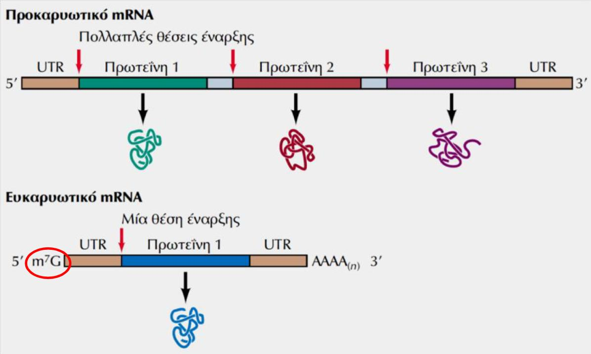 Η οργάνωση των μορίων mrna Μηχανισμοί μετάφρασης Προκαρυωτικών & Ευκαρυωτικών 1. Το 5 & 3 άκρο τους έχει μη-μεταφραζόμενες περιοχές: UTR, UnTranslated Regions) 2.