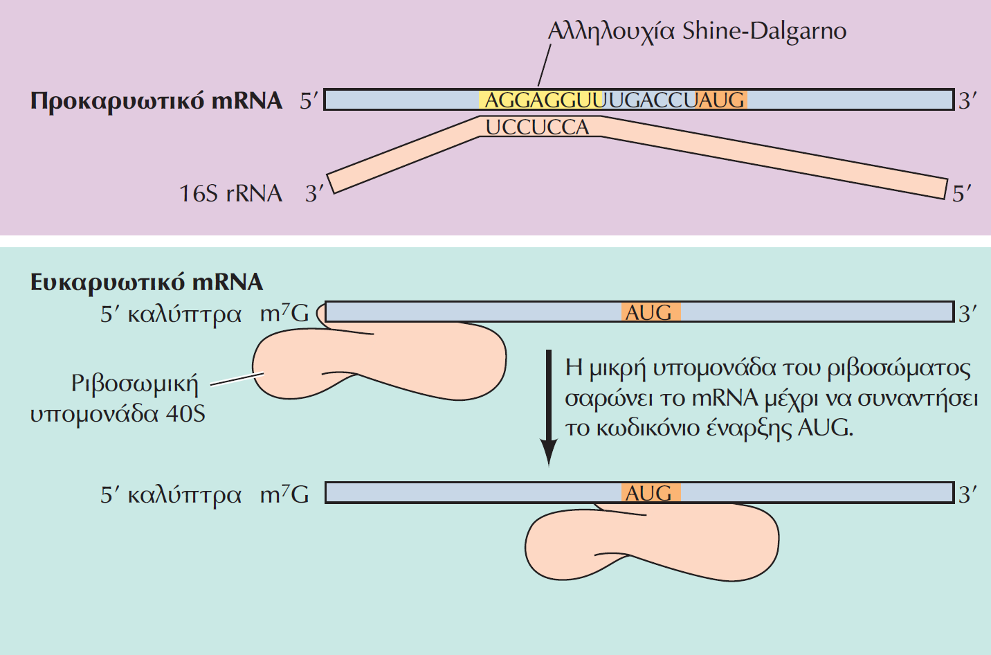 Η έναρξη της μετάφρασης 1. Στα Προκαρυωτικά & Ευκαρυωτικά η πρωτεϊνοσύνθεση αρχί