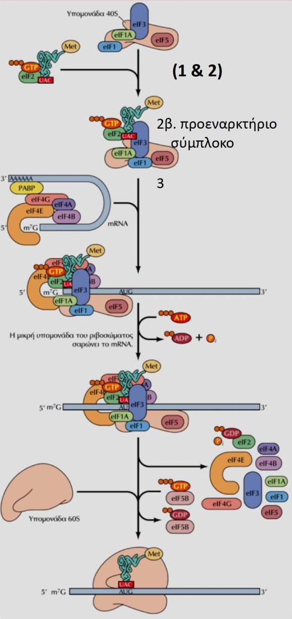 Ἐναρξη της μετάφρασης στα ευκαρυωτικά mrna 11 ευκαρυωτικούς παράγοντες έναρξης (eif, eukaryotic Inition Factors) 1.Οι eif1, eif1a, eif3, eif5 προσδένονται στη μικρή 40S υπομονάδα 2α.