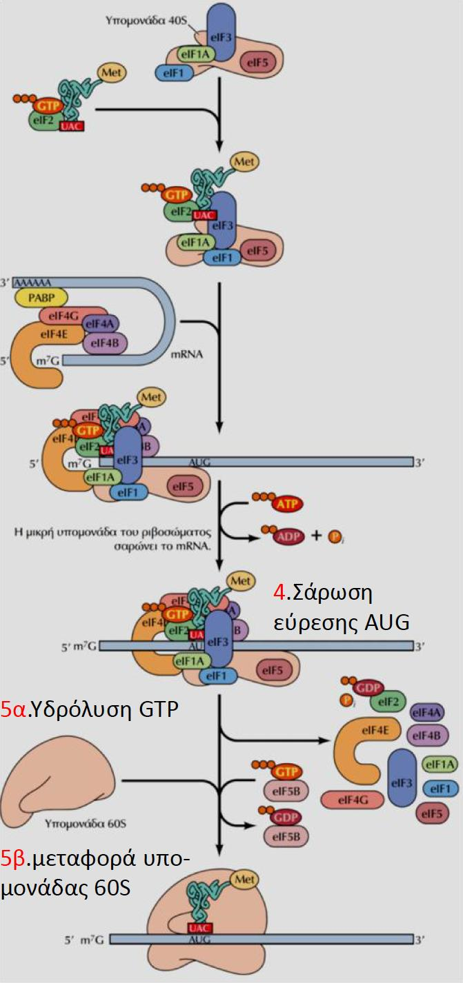 Ἐναρξη της μετάφρασης στα ευκαρυωτικά mrna 4.