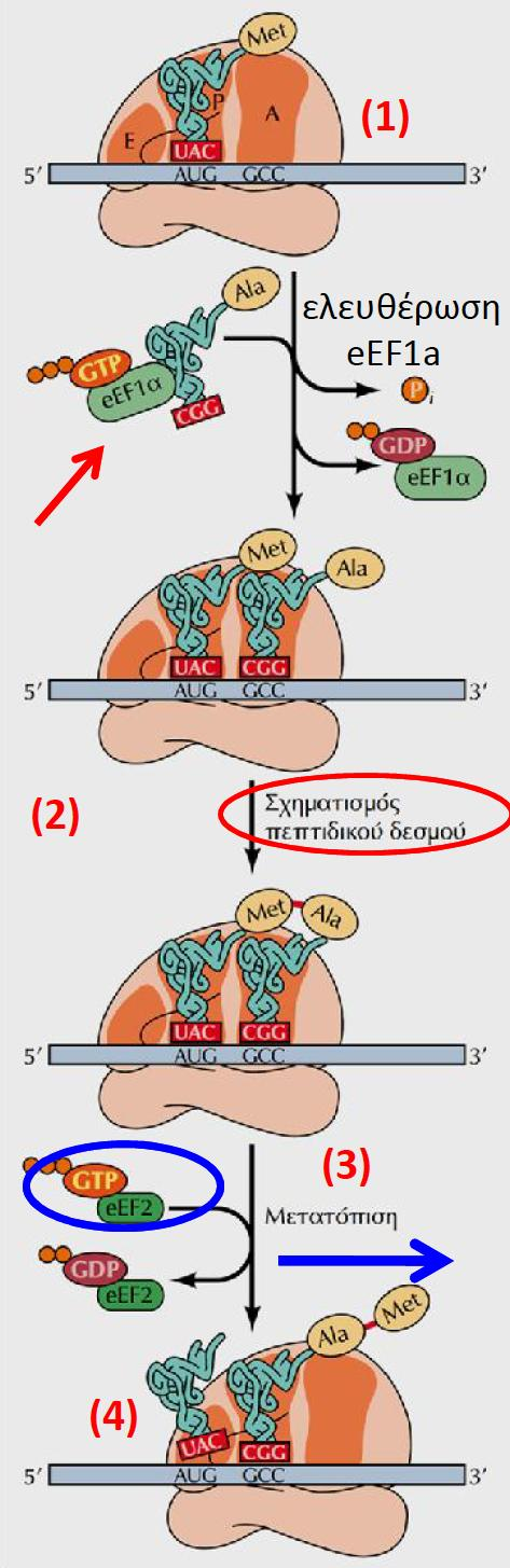 Τα βήματα επιμήκυνσης της μετάφρασης mrna 3.