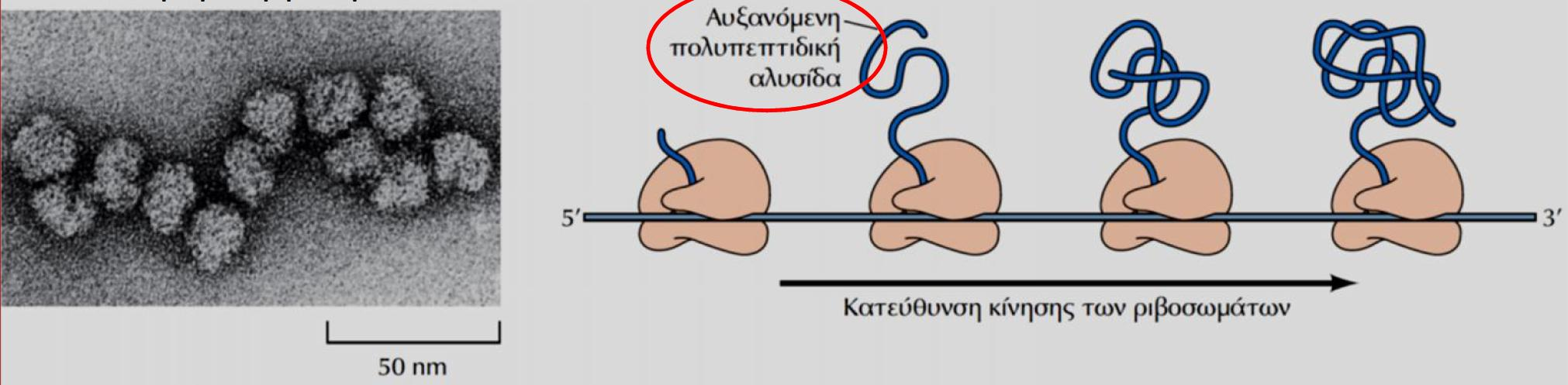 Τα μόρια mrna