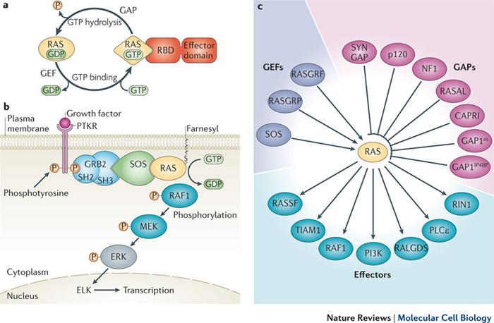 Olson Nature Reviews Molecular Cell Biology 5, 355-366 GAP: GTPase Αctivating Protein