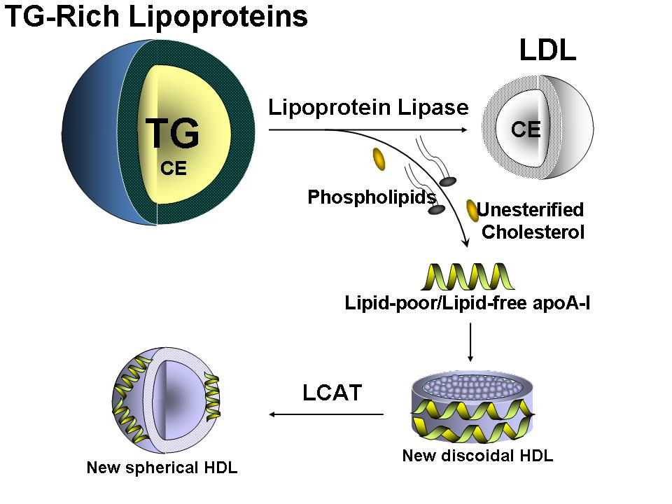 HDL