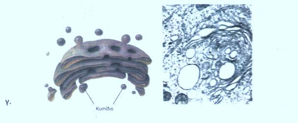 8. Τι είναι τα ριβοσώματα και που βρίσκονται σ ένα ευκαρυωτικό κύτταρο; Στην επιφάνεια του αδρού ενδοπλασματικού δικτύου υπάρχουν μικροί σχηματισμοί, τα ριβοσώματα.