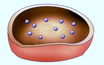 Τι είναι το σύμπλεγμα Golgi και ποιος ο ρόλος του; Το σύμπλεγμα αυτό αποτελείται από ένα σύνολο παράλληλων πεπλατυσμένων σάκων στους οποίους οι πρωτεΐνες, μετά τη σύνθεση τους, τροποποιούνται και