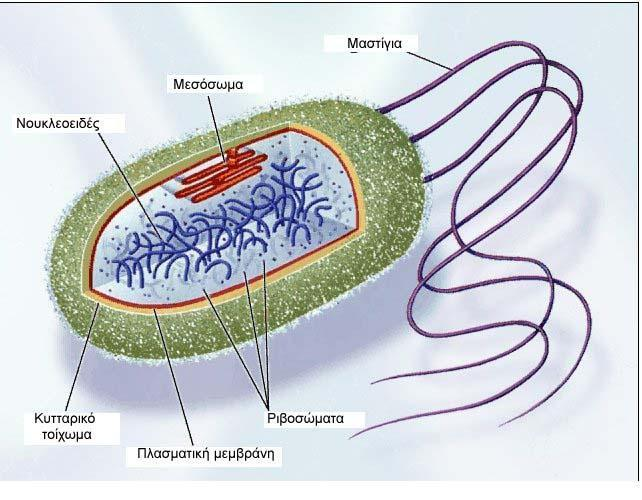 16. Ποια τα χαρακτηριστικά των βακτηρίων (προκαρυωτικών οργανισμών); Τα βακτήρια: είναι προκαρυωτικοί οργανισμοί, δηλαδή το γενετικό τους υλικό (DNA) δεν περιβάλλεται από πυρηνική μεμβράνη.