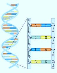 Η αλληλουχία των νουκλεοτιδίων στην αλυσίδα του DNA είναι αυτή που καθορίζει τη γενετική πληροφορία.