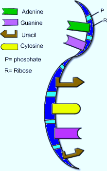 2. Ποια η δομή του RNA; Τα νουκλεοτίδια που δομούν το RNA ονομάζονται ριβονουκλεοτίδια. Οι βάσεις των ριβονουκλεοτιδίων είναι η αδενίνη, η ουρακίλη (U) (αντί της θυμίνης), η γουανίνη και η κυτοσίνη.