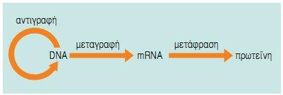 13. Τι είναι το κεντρικό δόγμα της Βιολογίας; Οι διαδικασίες της αντιγραφής, της μεταγραφής και