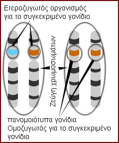 1. Τι είναι τα αλληλόμορφα γονίδια και που βρίσκονται; Οι διπλοειδείς οργανισμοί περιέχουν τις γενετικές πληροφορίες, τα γονίδια, δύο φορές, μία από τη μητέρα και μία από τον πατέρα.