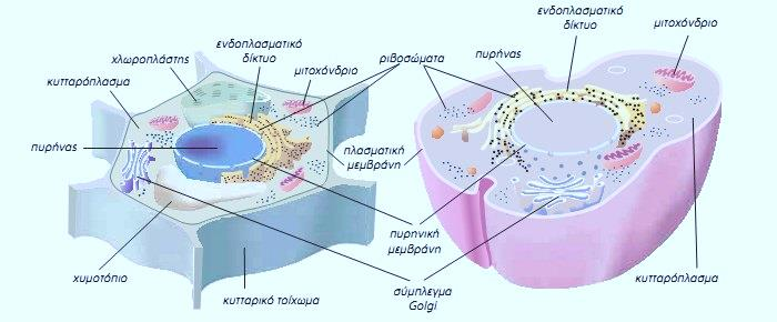 1. Ποια είναι τα βασικά σημεία της κυτταρικής θεωρίας; Σύμφωνα με την κυτταρική θεωρία η θεμελιώδης δομική και λειτουργική μονάδα όλων των οργανισμών είναι το κύτταρο, καθώς και ότι κάθε κύτταρο