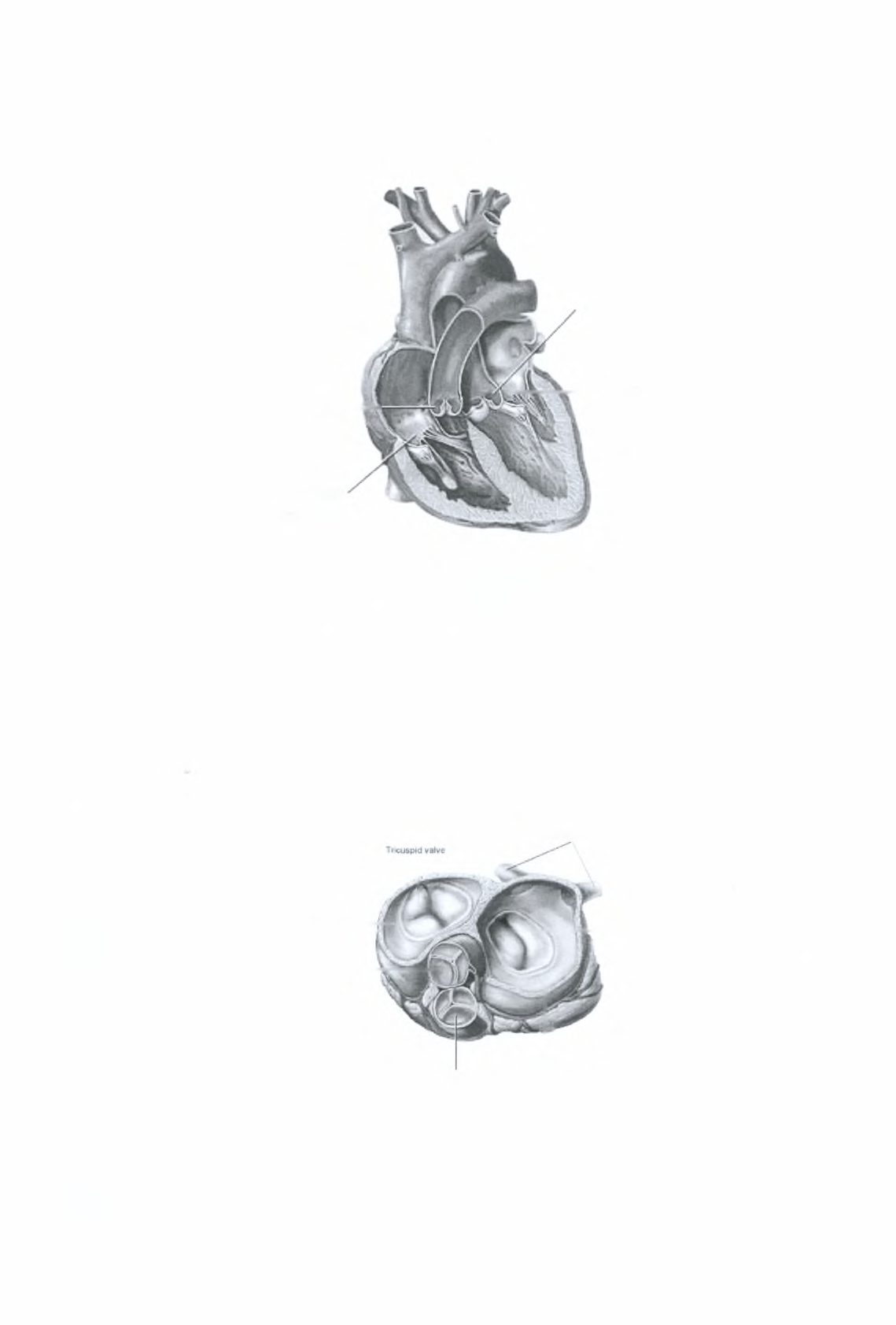 Aortic valve Pulmonary valve Mitral valve Tricuspid valve Αγγλική Ορολογία Pulmonary valve Tricuspid valve