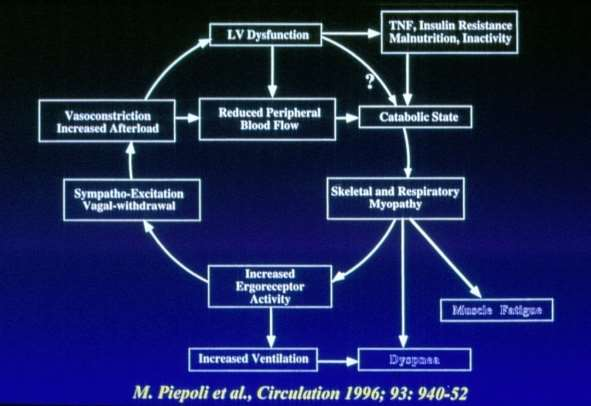 Muscle Hypothesis in Chronic Heart Failure Exercise intolerance premature onset of fatigue/dyspnea Both relating not only with inherent hemodynamic changes and impaired systolic function but also