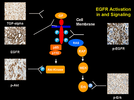 EGFR