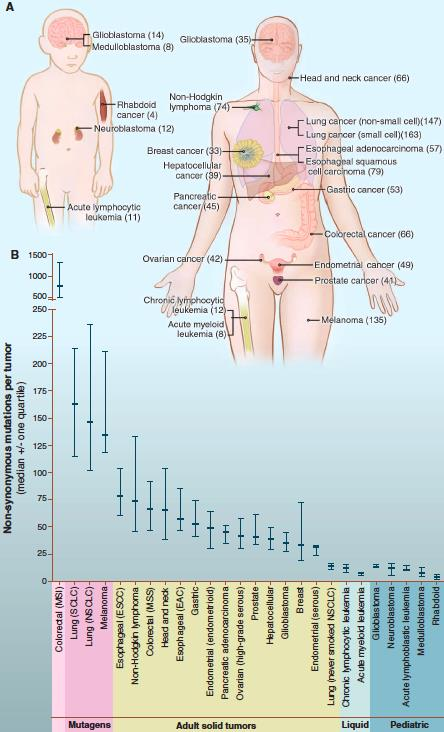 Melanomas and lung tumors display many more mutations than average, with~200 nonsynonymous mutations per tumor.