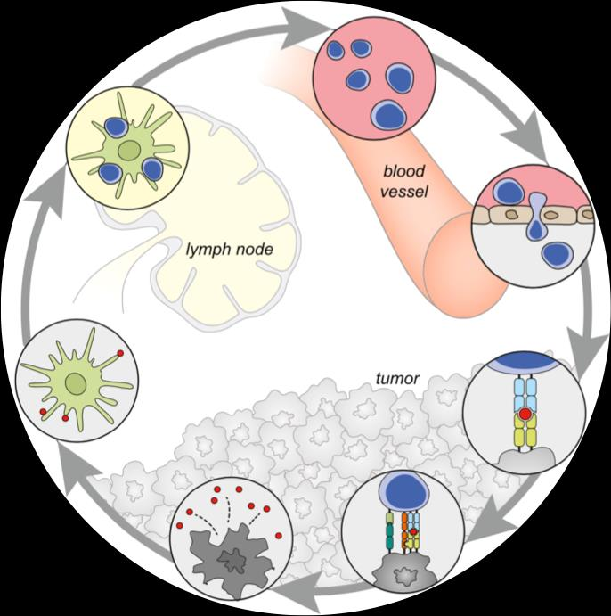 The cancer immunity cycle Priming and activation (DC, T cells) 2 3 αctla-4 4 Trafficking to