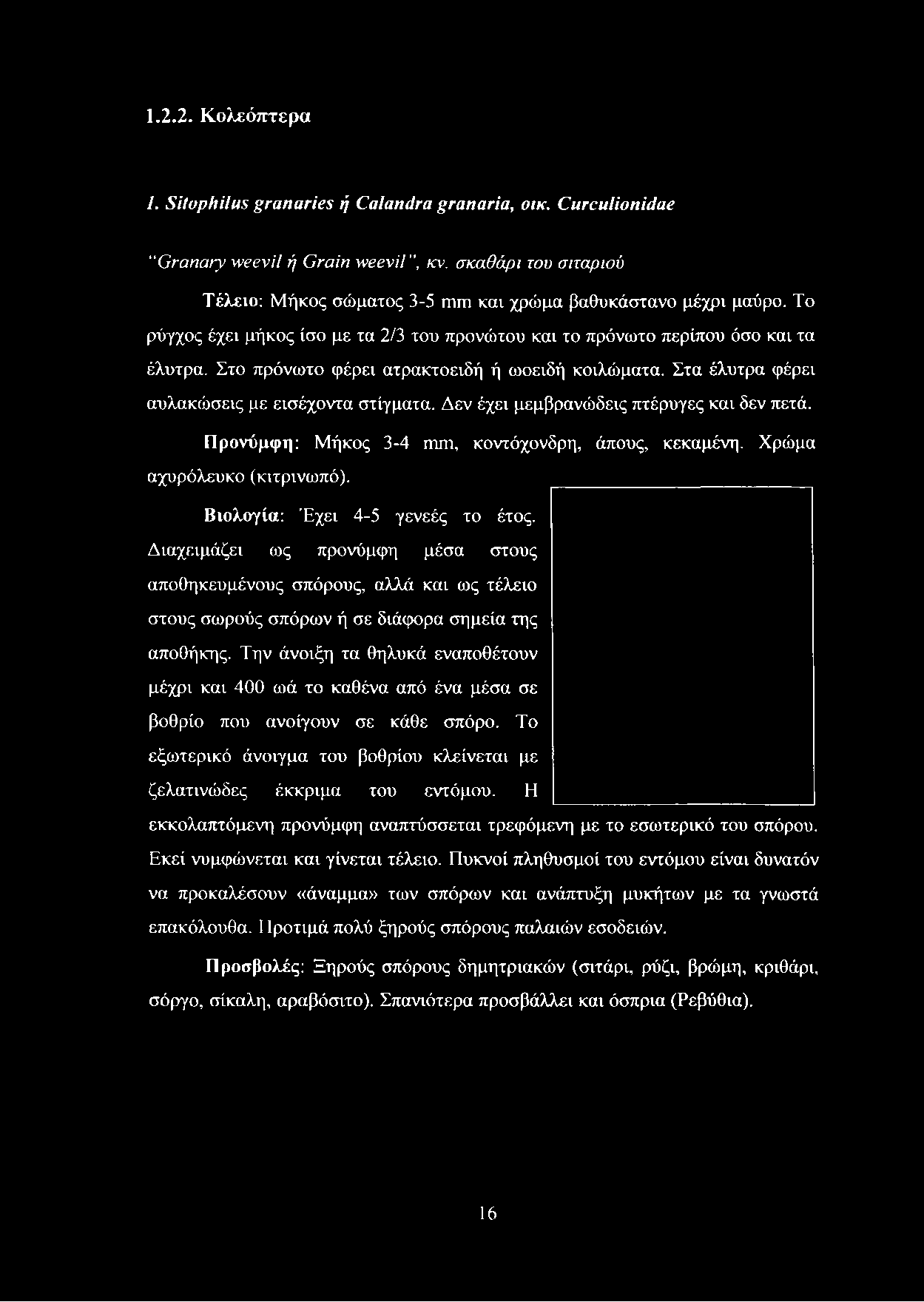 Στο πρόνωτο φέρει ατρακτοειδή ή ωοειδή κοιλώματα. Στα έλυτρα φέρει αυλακώσεις με εισέχοντα στίγματα. Δεν έχει μεμβρανώδεις πτέρυγες και δεν πετά. Προνύμφη: Μήκος 3-4 mm, κοντόχονδρη, άπους, κεκαμένη.