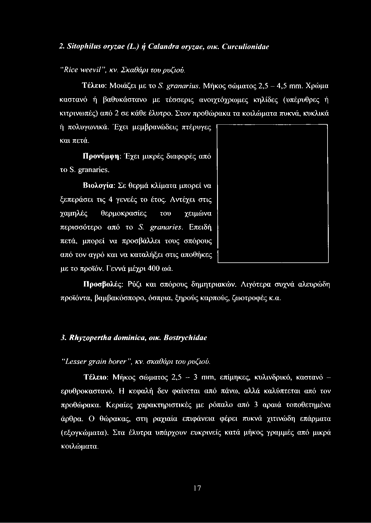 Έχει μεμβρανώδεις πτέρυγες και πετά. Προνύμφη: Έχει μικρές διαφορές από το S. granaries. Βιολογία: Σε θερμά κλίματα μπορεί να ξεπεράσει τις 4 γενεές το έτος.