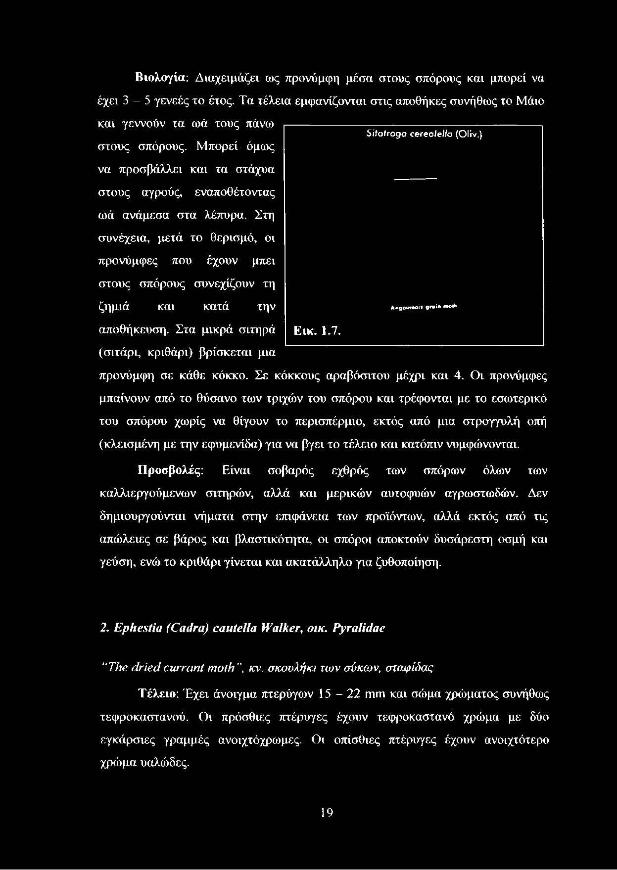 Στη συνέχεια, μετά το θερισμό, οι προνύμφες που έχουν μπει στους σπόρους συνεχίζουν τη ζημιά και κατά την αποθήκευση. Στα μικρά σιτηρά Εικ. 1.7.