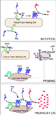 αιμοπεταλίων, στα οποία δεσμεύονται άμεσα οι συμπαράγοντες Va και VIIIa, καθώς και ο παράγοντας XIa. Εικόνα 5. Κυτταρικό μοντέλο πήξης του αίματος.
