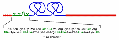 (signal peptide) μια ειδική καρβοξυλάση, η οποία εδρεύει στο ενδοπλασματικό δίκτυο ή στο σύστημα Golgi, καταλύει την μετατροπή περίπου 10-12 γλουταμινικών οξέων (Glu) σε γ-καρβοξυ-γλουταμινικά οξέα