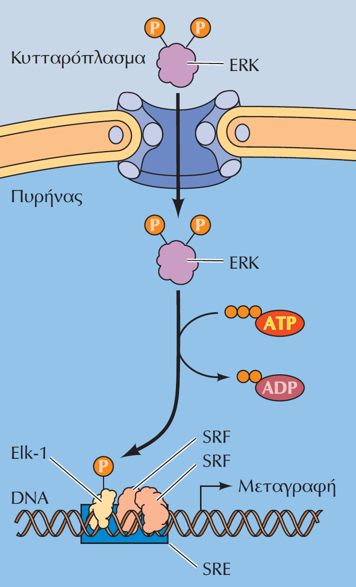 Επαγωγή των άμεσα πρώιμων γονιδίων από τη πρωτεΐνη Erk (ΜΑP-κινάση) Η ενεργοποιημένη ERK