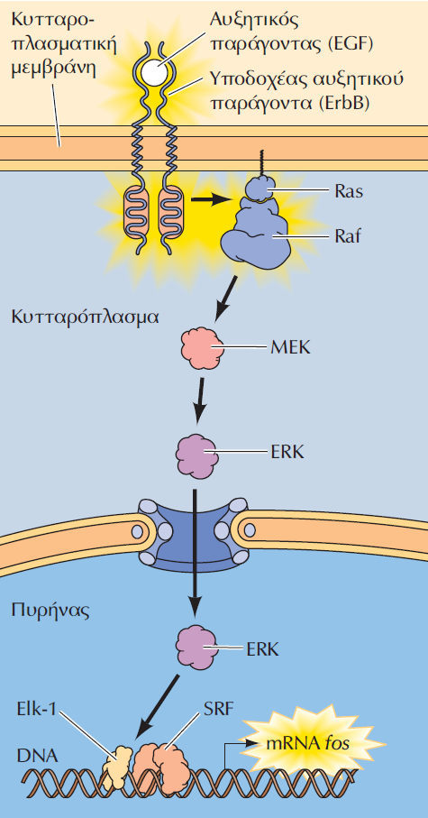 Ο Elk-1, σε σύμπλοκο με τον παράγοντα απόκρισης στον ορό (SRF), προσδένεται στο στοιχείο απόκρισης