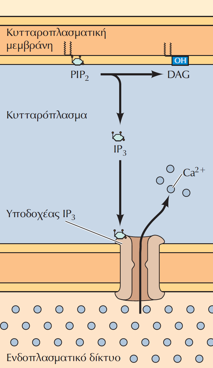 Η IP3 (1,4,5 τριφωσφορική ινοσιτόλη) «κινητοποιεί» τα Ca 2+ Ιόντα Ca 2+ αντλούνται από το κυτταροδιάλυμα στο ενδοπλασματικό δίκτυο, το οποίο λειτουργεί ως ενδοκυτταρική αποθήκη Ca 2+.