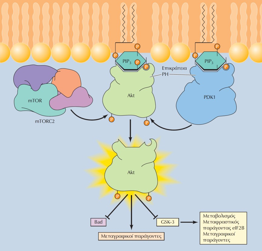 Ο ρόλος της PIP3 στην ενεργοποίηση της κινάσης Akt Η Akt στρατολογείται στην κυτταροπλασματική μεμβράνη μέσω της πρόσδεσης της επικράτειας με ομολογία πλεκστρίνης (PH) σε PIP 3.