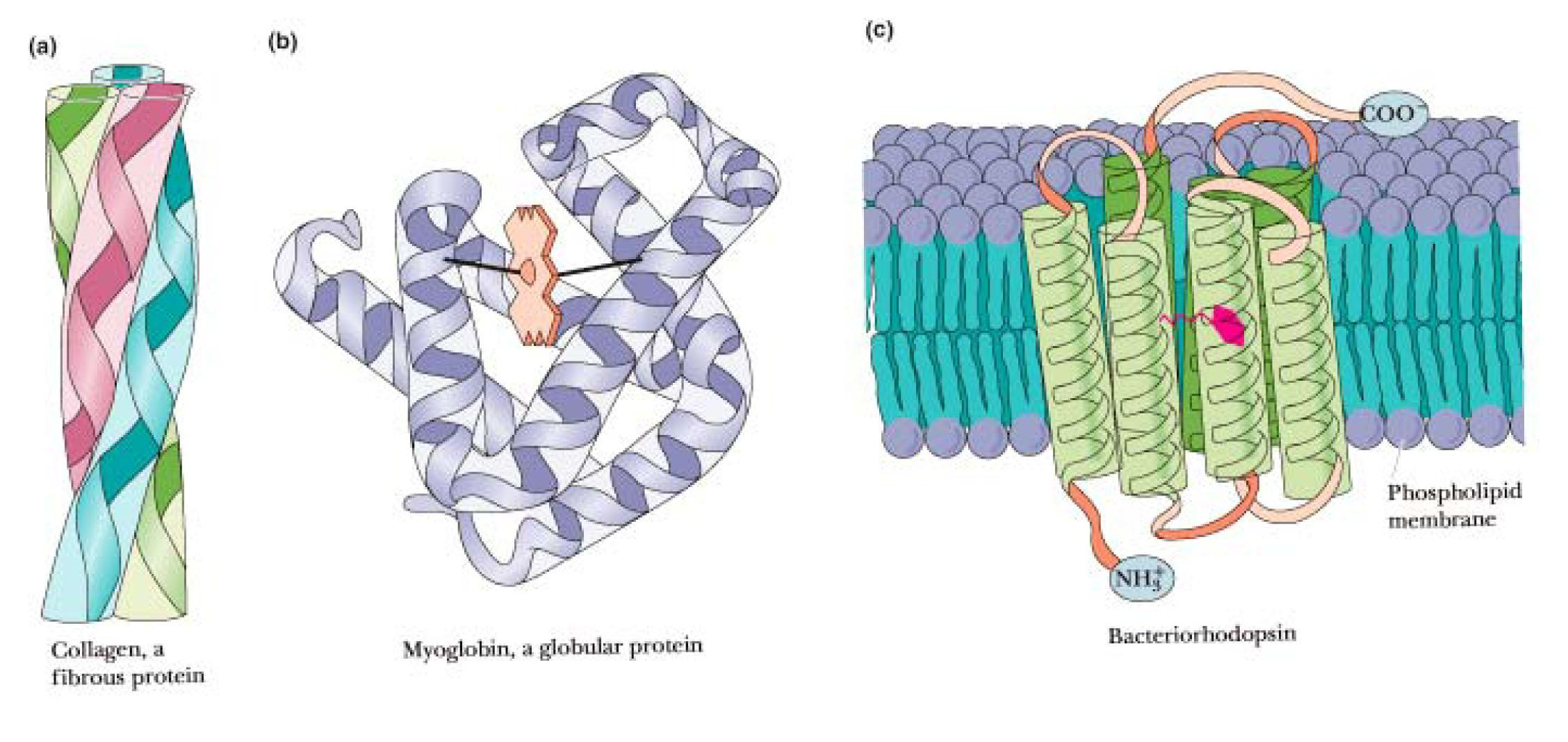 ΔΟΜΕΣ ΠΡΩΤΕΪΝΩΝ Fibrous - extended shape, insoluble (e.g.