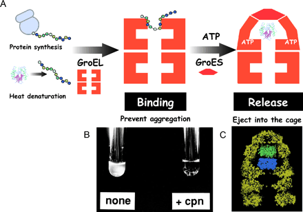 Chaperonin complex GroES/GroEL