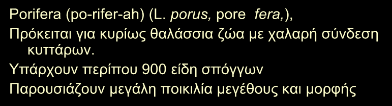 Φύλο Σπόγγοι (Porifera) Porifera (po-rifer-ah) (L.