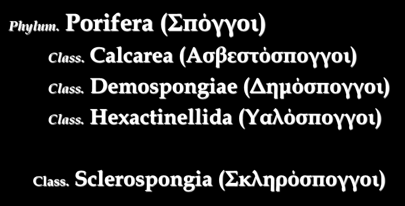 Ταξινόμηση Phylum. Porifera (Σπόγγοι) Class. Calcarea (Ασβεστόσπογγοι) Class.