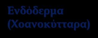 Κυτταρικά επίπεδα Εξώδερμα (πινακοκύτταρα) Μεσόδερμα