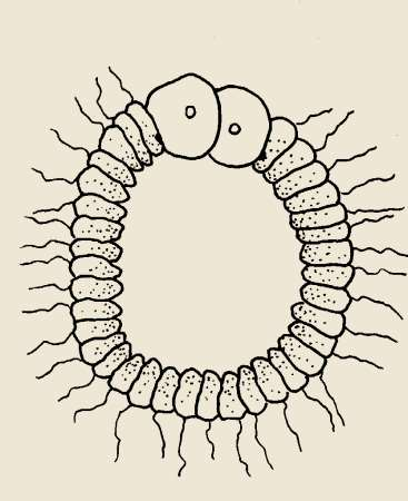 Poriferan larval