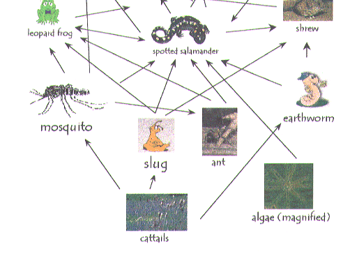 district96.k12.il.us/wetlands/salamander/salgraphics/salfoodweb.