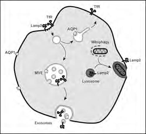 ΚΥΣΤΙΔΙΟΠΟΙΗΣΗ Εxosomes (Blanc and Vidal, Curr Opin Hematol 17:177, 2010) Adaptation to new roles and new environmental conditions TfR, Aqp-1, adhesion molecules κλπ The extracellular osmotic