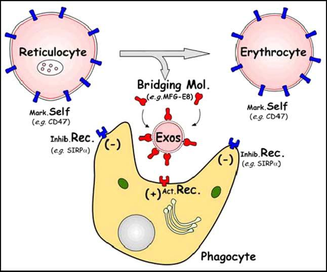 ΚΥΣΤΙΔΙΟΠΟΙΗΣΗ Εxosomes Contrary to exosomes secreted by antigen presenting cells, elimination of vesicles released by RETs always has to occur in a tolerance setting, preventing inflammatory