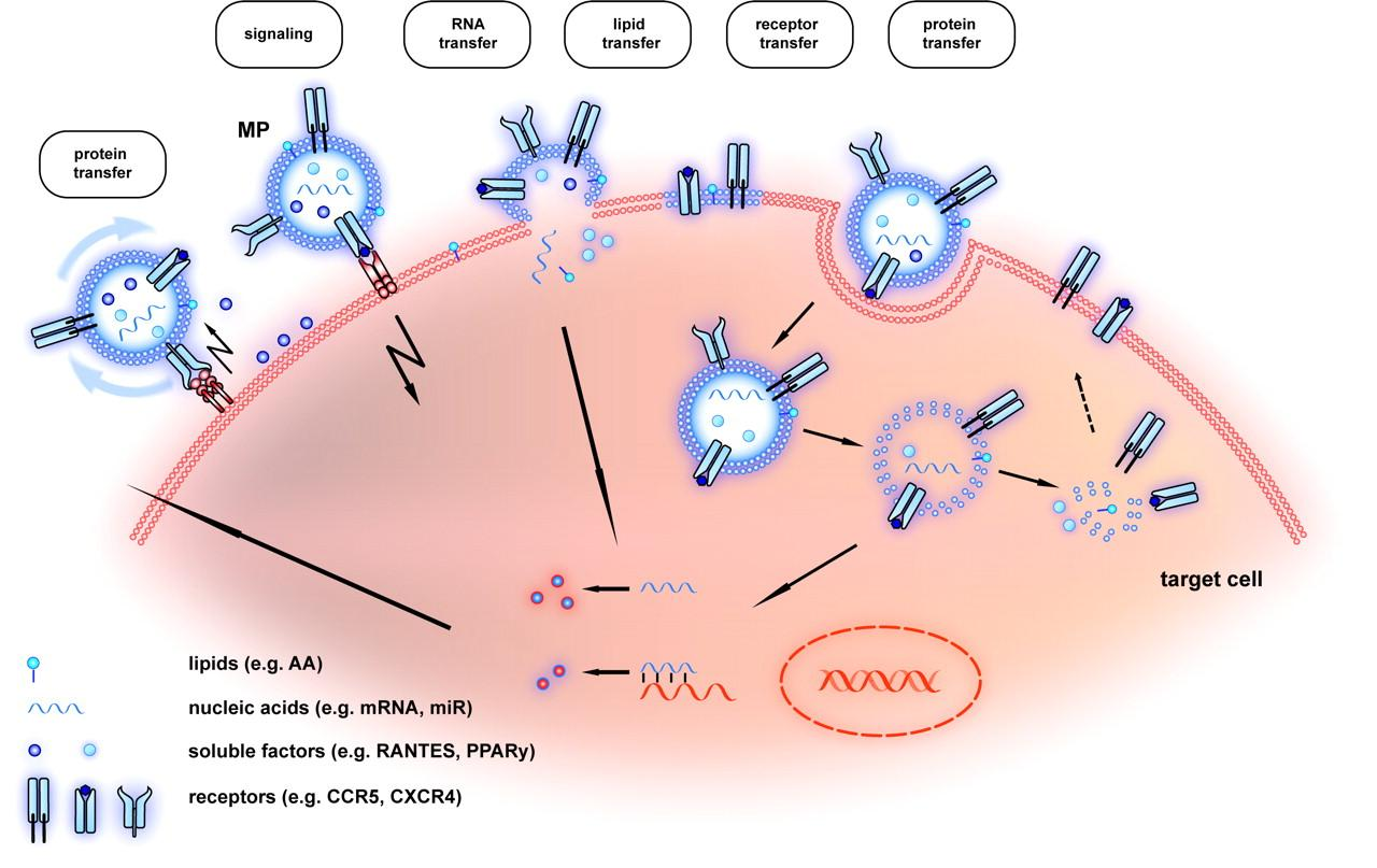 signalling components: proteins, lipids, RNA Mause S F, Weber C