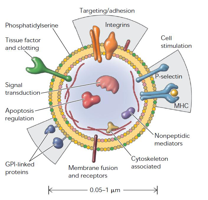 ΚΥΣΤΙΔΙΟΠΟΙΗΣΗ Microvesicles/Microparticles Επιφανειακοί δείκτες γονικών κυττάρων (Cell-specific, R-MPs, P-MPs etc) Μεμβρανικά και κυτταροπλασματικά συστατικά