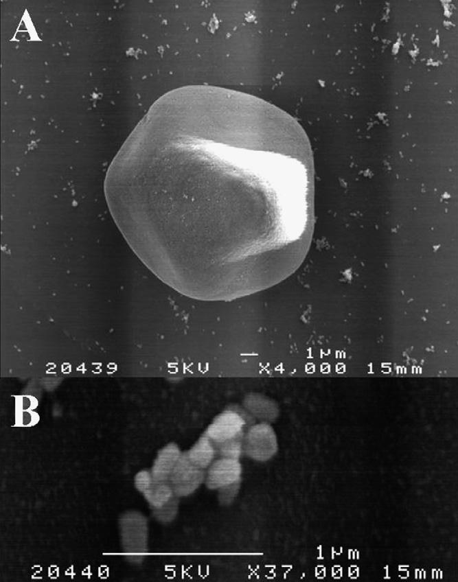 ΚΥΣΤΙΔΙΟΠΟΙΗΣΗ Microvesicles/Microparticles nano: >60 nm, micro: >150 nm (1μm) SEM of RBCs MPs Σύσταση: λιπίδια (PS) πρωτεΐνες (όχι σκελετικές, Hb, Ags, λιπιδιακές