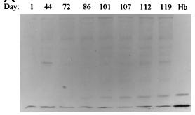 Band 3-based aging pathway Πρόσδεση οξειδωμένης/αποδιαταγμένης Hb και IgGs στην ΕΜ κατά τη γήρανση In vivo