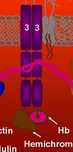 , Blood 1993, 11:3469) clustering and/or breakdown of Band 3: the central step in the major immunologically