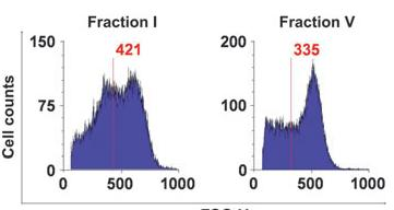 ERYPTOSIS Eryptosis: may accelerate senescence susceptibility to